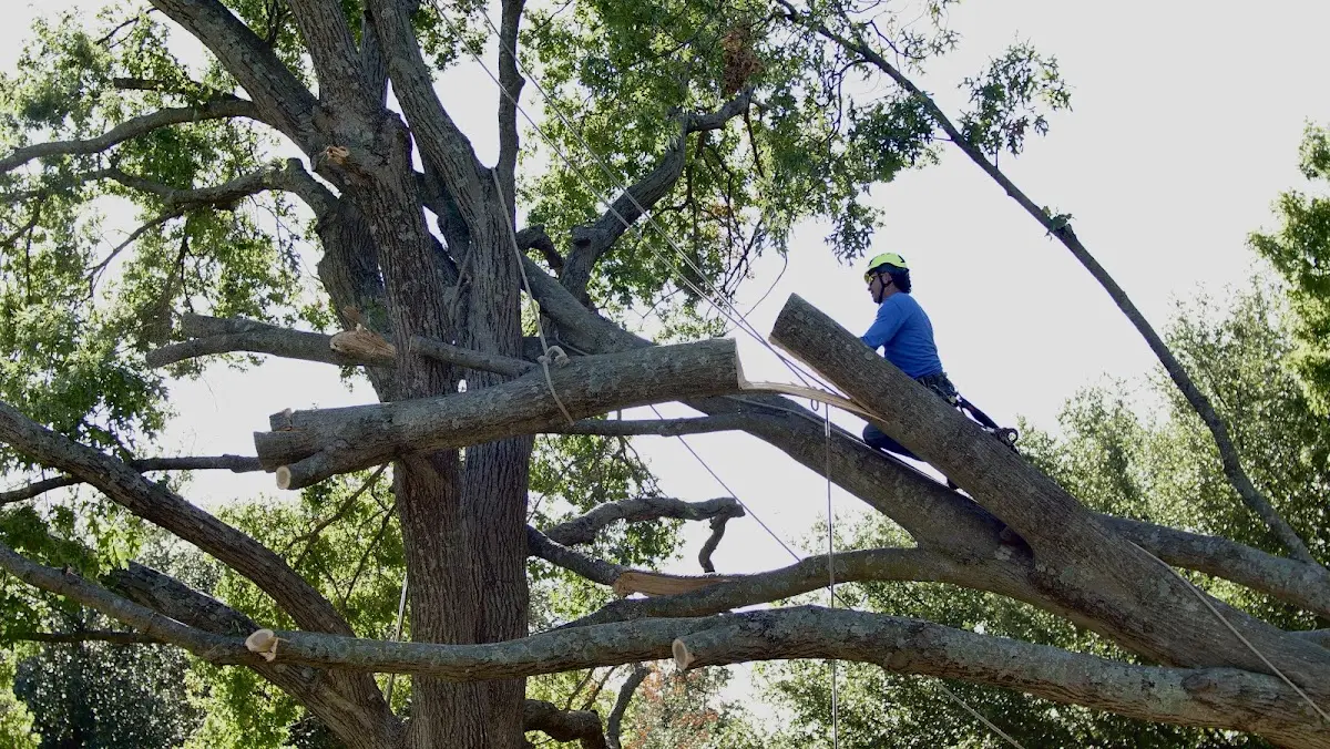 Professional Hazardous Tree Removal performed by certified arborists in Excel